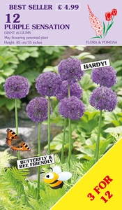 Allium Purple Sensation