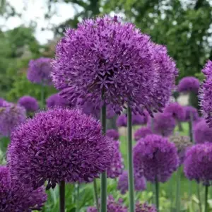 Allium 'Purple Sensation'