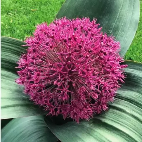Allium 'Red Giant'
