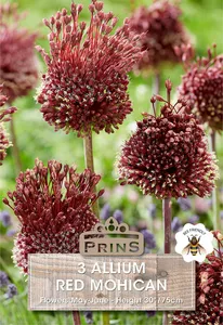 Allium Red Mohican