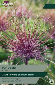 Allium schubertii