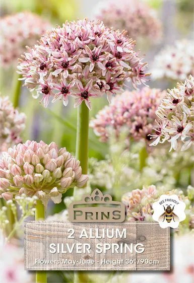 Allium Silver Spring
