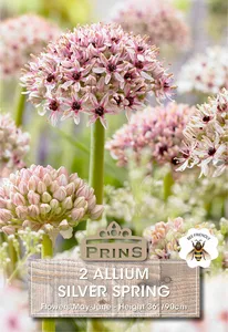 Allium Silver Spring