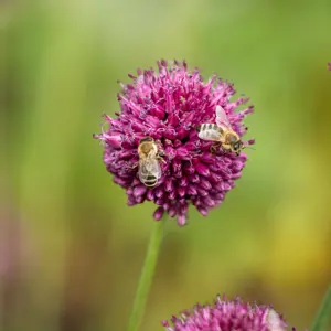 Allium sphaerocephalon
