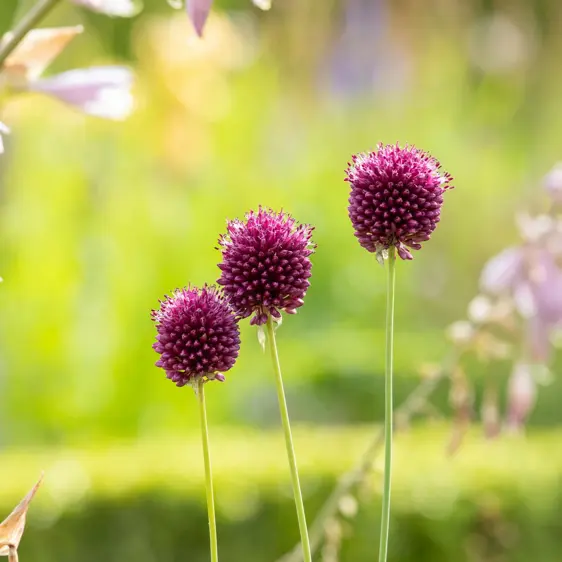 Allium sphaerocephalon - image 2