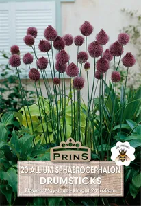 Allium sphaerocephalon Drumsticks