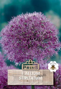 Allium stipitatum