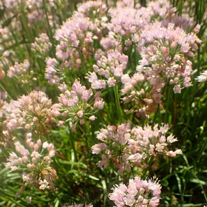 Allium 'Sugar Melt' - image 2