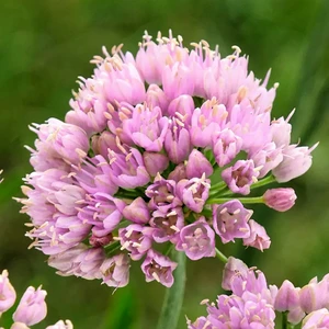 Allium 'Sugar Melt' - image 1