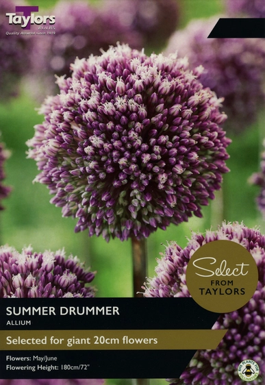 Allium Summer Drummer