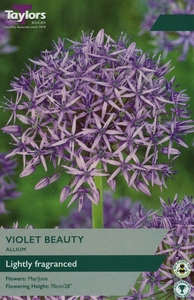 Allium Violet Beauty