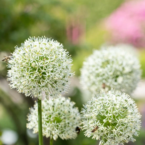 Picture Credit - Plantor