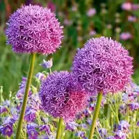 Allium