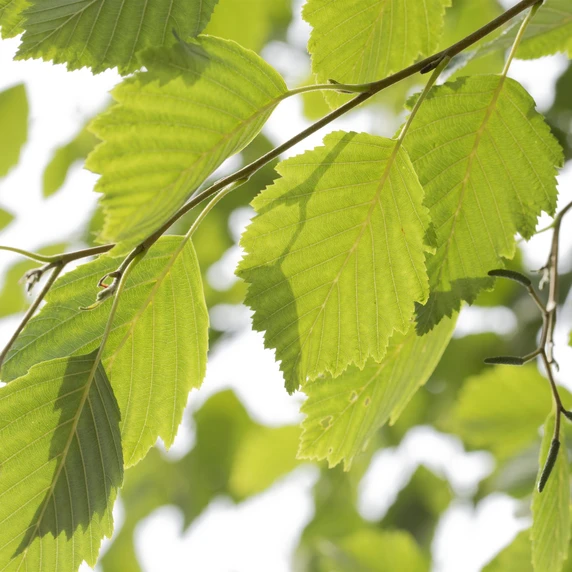 Alnus incana 'Aurea'