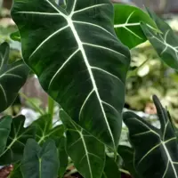 Alocasia