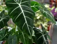 Alocasia