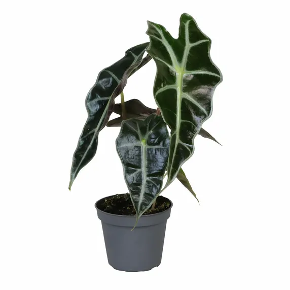 Alocasia 'Amazonica' 9cm