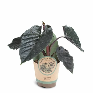 Alocasia 'Antoro Velvet' 11cm