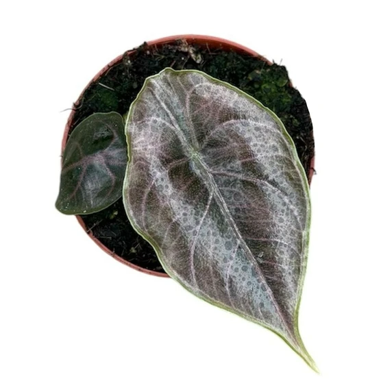 Alocasia azlanii 8cm - image 2