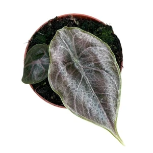 Alocasia azlanii 8cm - image 2