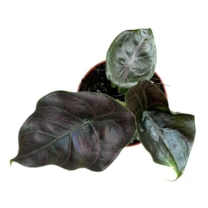 Alocasia azlanii 8cm - image 3