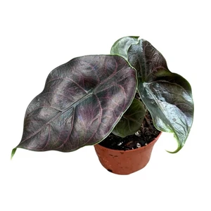 Alocasia azlanii 8cm - image 1