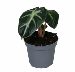 Alocasia amazonica 'Baby Bambino'