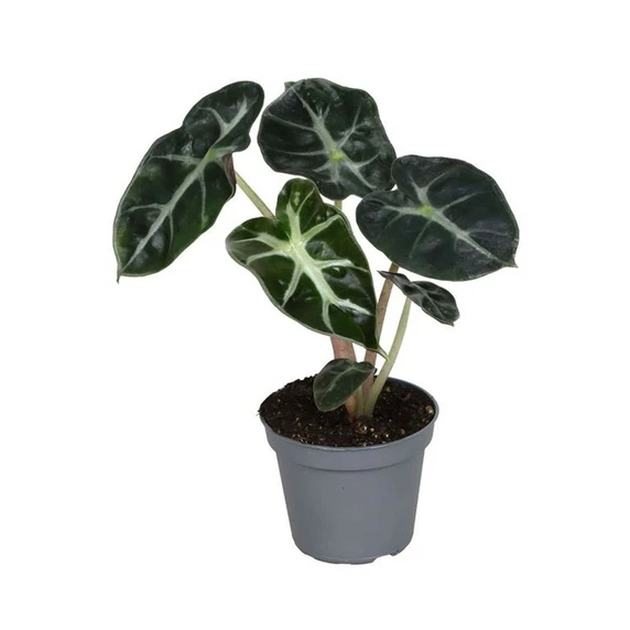 Alocasia 'Balloon Heart' 6cm