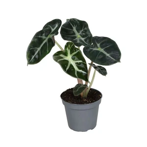 Alocasia 'Balloon Heart' 6cm