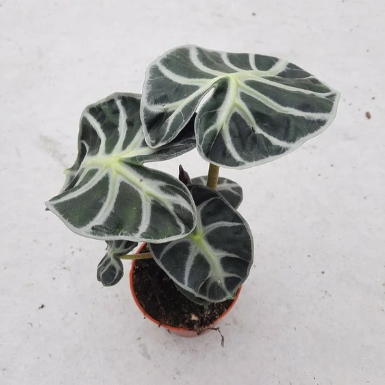 Alocasia 'Balloon Heart'