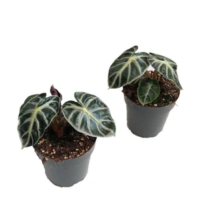Alocasia 'Balloon Heart'