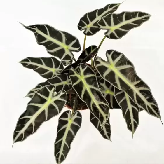 Alocasia 'Bambino Arrow' 12cm