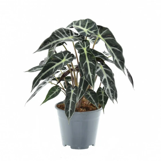 Alocasia 'Bambino Arrow' 14cm - image 1