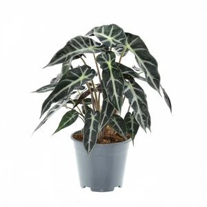 Alocasia 'Bambino Arrow' 14cm - image 1