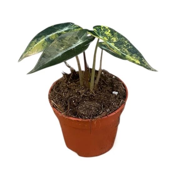 Alocasia 'Bambino Aurea Variegata'