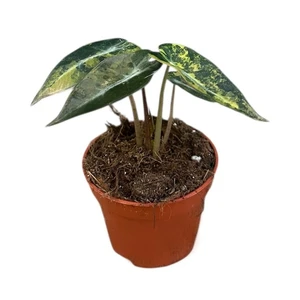 Alocasia 'Bambino Aurea Variegata'