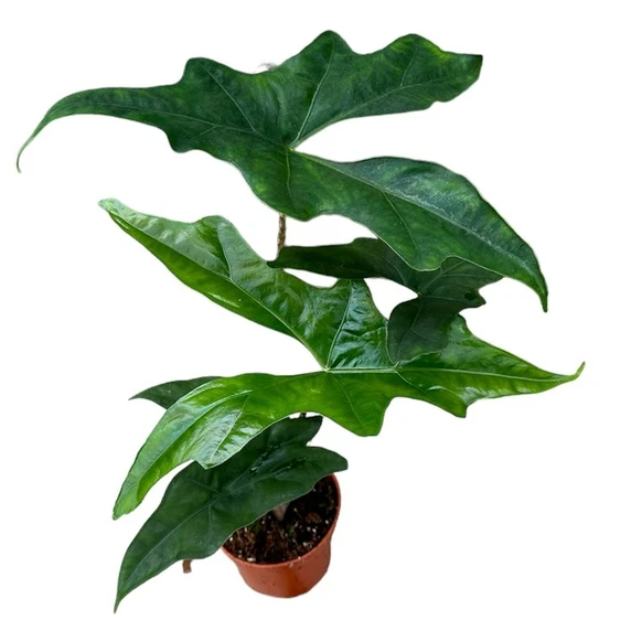 Alocasia nycteris 'Bat Wing'