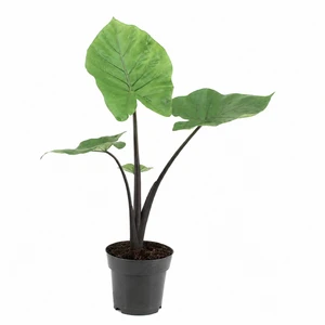 Alocasia 'Black Cobra' 17cm