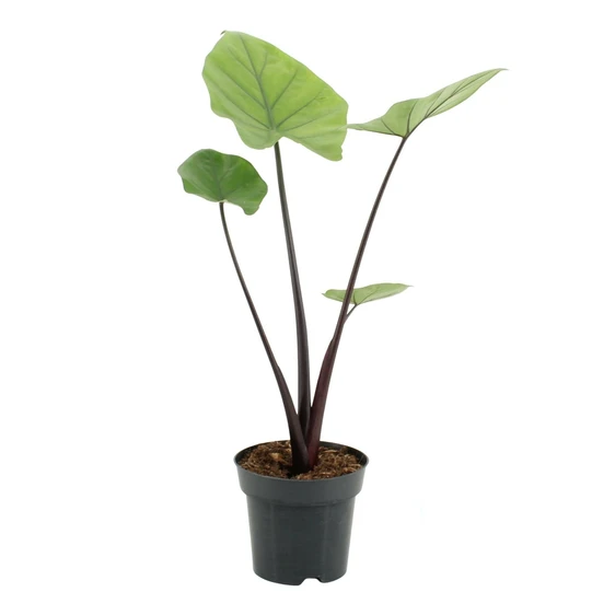 Alocasia 'Black Cobra'