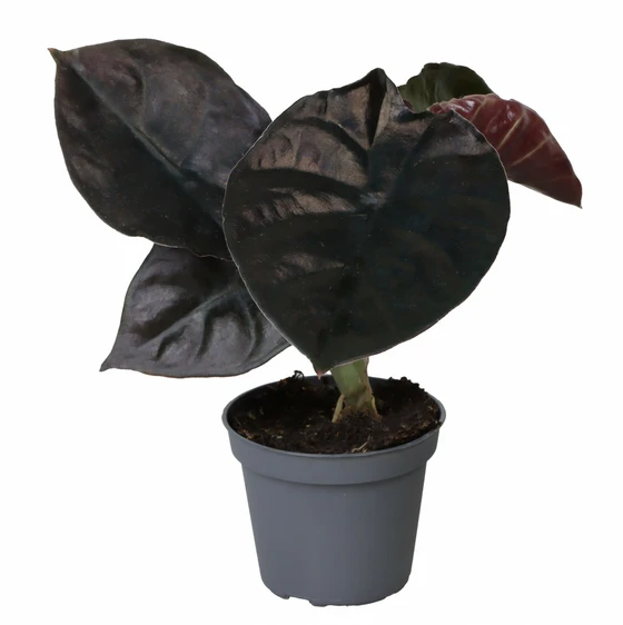 Alocasia infernalis 'Black Magic' 6cm