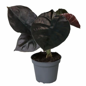 Alocasia infernalis 'Black Magic' 6cm