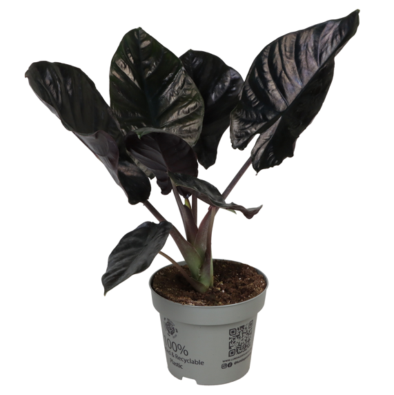 Alocasia infernalis 'Black Magic' 11cm - image 3