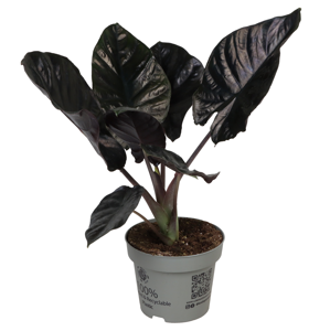 Alocasia infernalis 'Black Magic' 11cm - image 3