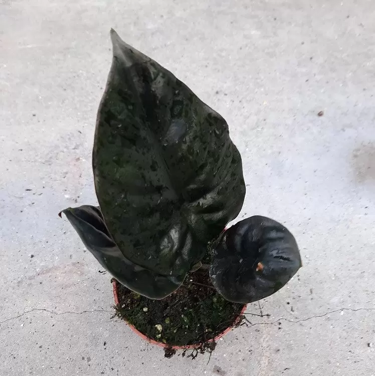 butzii air plant Wholesale Tillandsia Butzii Air Plants  Air Plant Shop