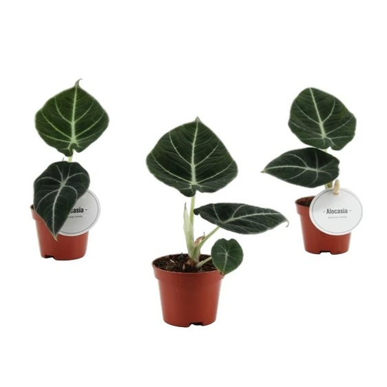 Alocasia 'Black Velvet' 6cm - image 2