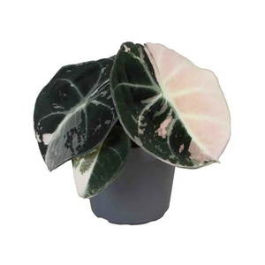 Alocasia 'Black Velvet Pink Variegata'