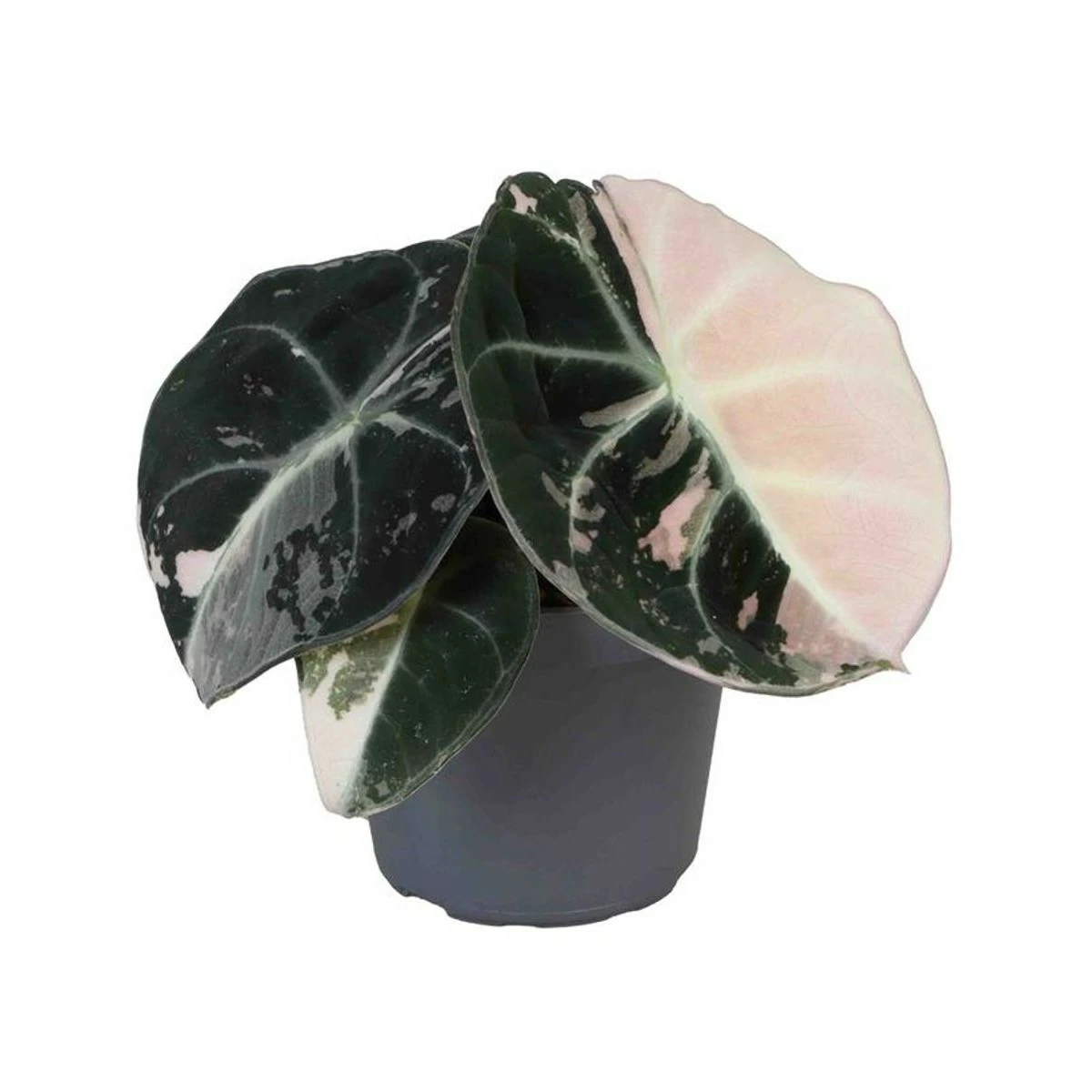 Alocasia 'Black Velvet Pink Variegata' - Cowell's Garden Centre