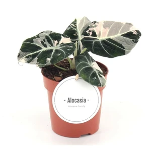 Alocasia 'Black Velvet Pink Variegata' 12cm