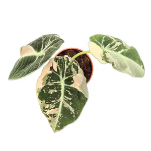 Alocasia 'Black Velvet Pink Variegata' 7cm