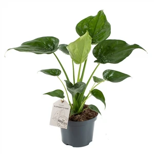 Alocasia cucullata